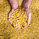 Cupped hands holding corn kernels